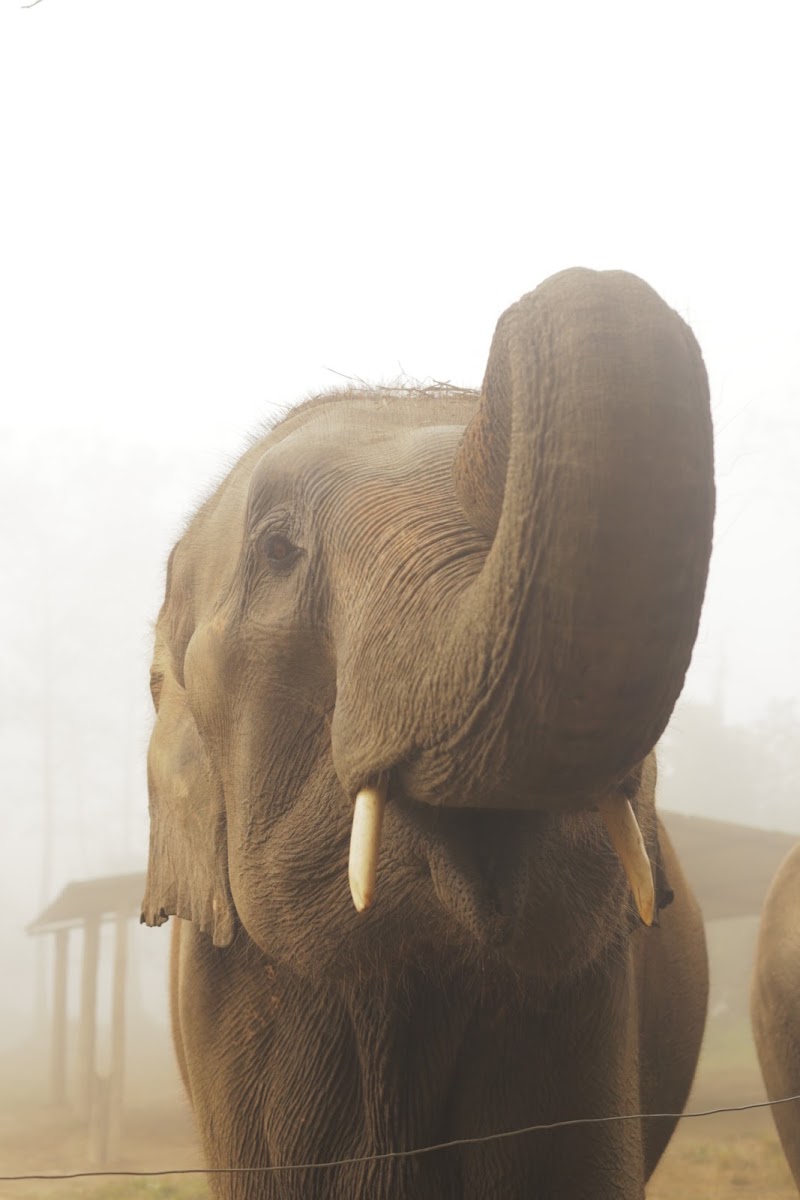 Elephant Care Nepal - Elephant Care Nepal Baadreni Road, Ratnanagar 44200, Nepal
