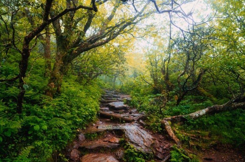 Craggy Pinnacle Trail - Craggy Pinnacle Trail 3641 Blue Ridge Pkwy, Barnardsville, NC 28709, USA