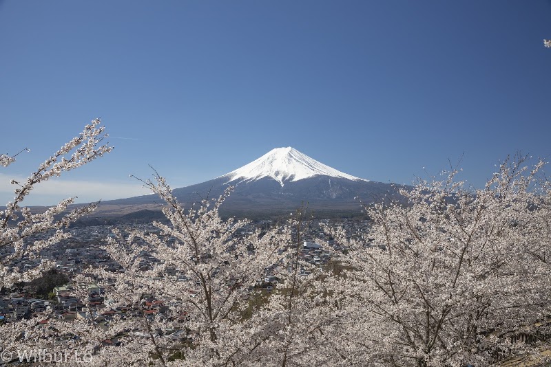 Chureito Pagoda - Chureito Pagoda 2-chōme-4-1 Asama, Fujiyoshida, Yamanashi 403-0011, Japan