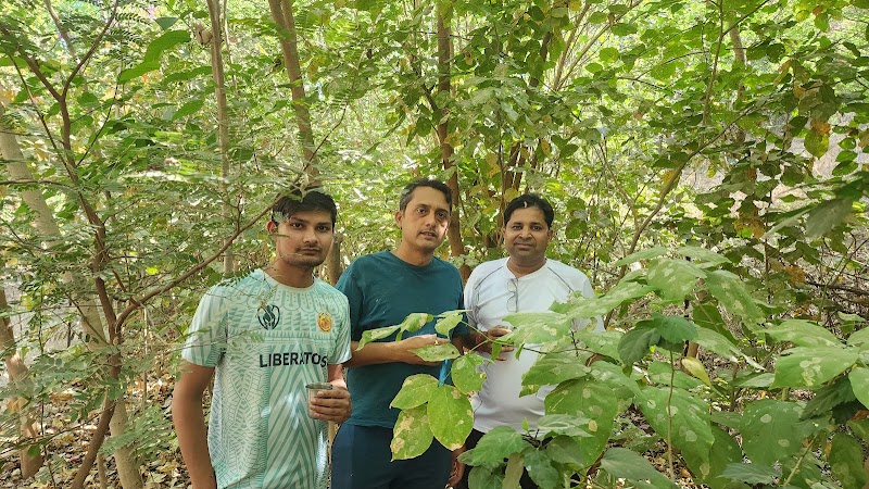 Green Wall - Green Wall 72Q3+WX9, Indira Colony, Pratap Nagar, Jodhpur, Rajasthan 342003, India