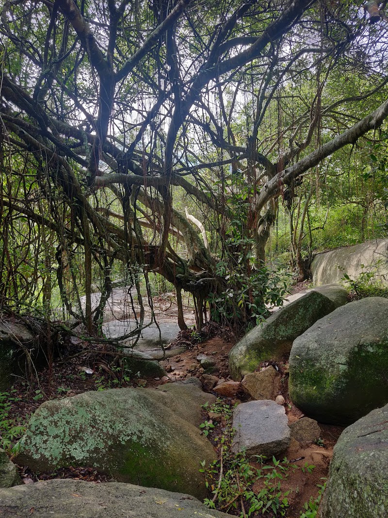 Devarayanadurga SF - Devarayanadurga SF, Karnataka 572140, India