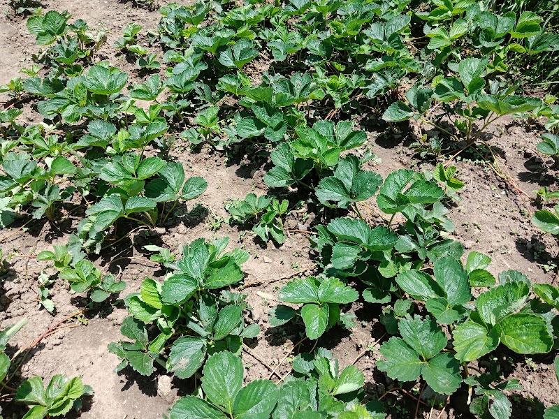 AKS STRAWBERRIES - AKS STRAWBERRIES Village Khaltoo Post Office Karganoo Village Khaltoo Post Office Karganoo, Tehsil, Rajgarh, Dhanach Shayaghat, Himachal Pradesh 173223, India
