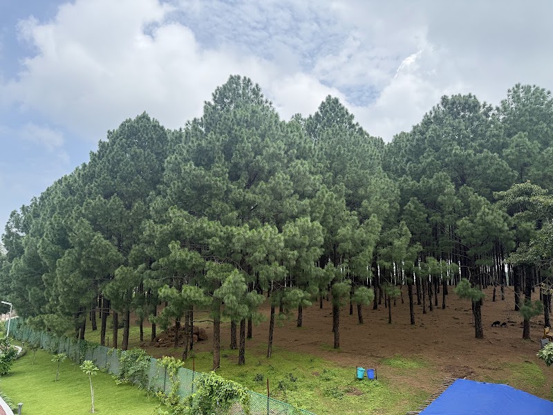 Pine Forest Koel View Point - Pine Forest Koel View Point F7PG+9X5 Koel View Point, Netarhat, Jharkhand 835218, India