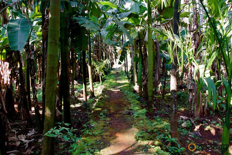 Sahakari Spice Farm - Sahakari Spice Farm C26G+23G, Panjim - Belagavi Main Rd, Curti, Ponda, Goa 403401, India