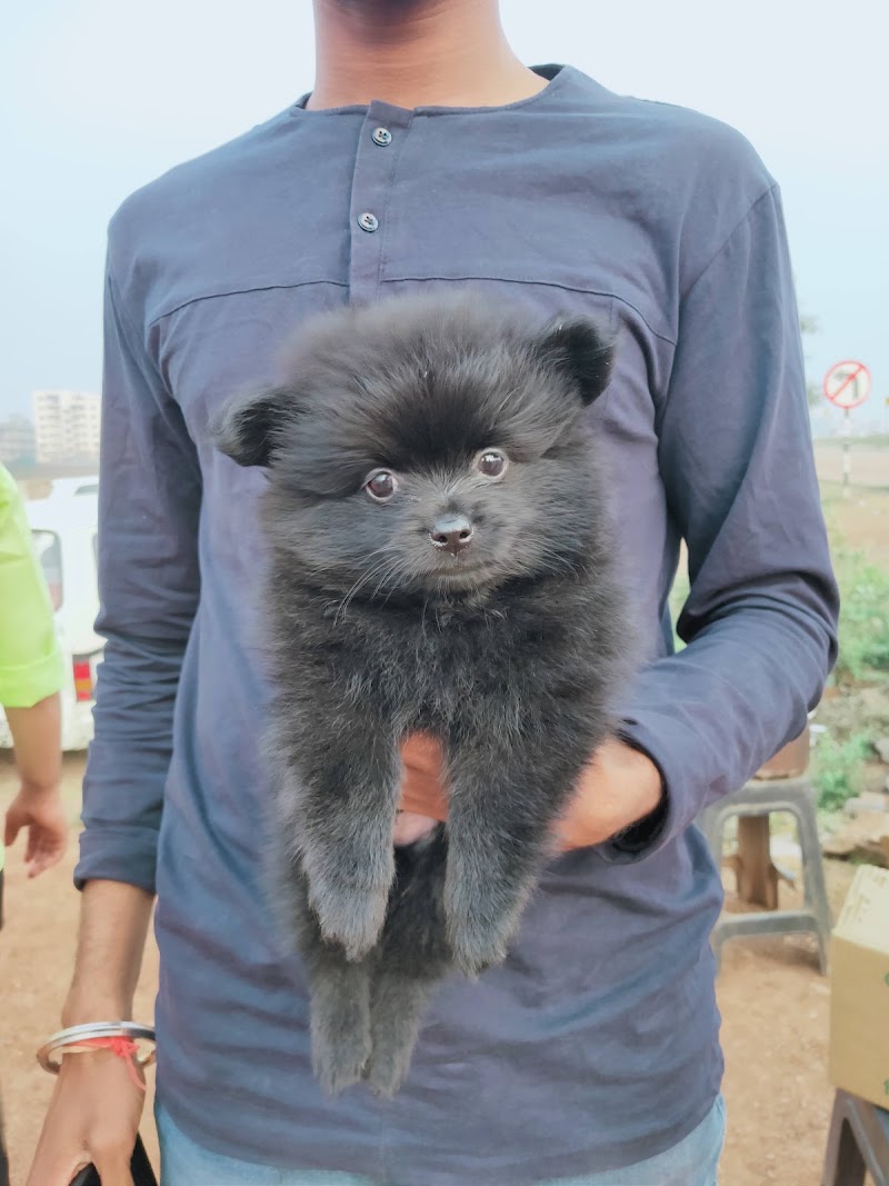 MC DOG FARMS - MC DOG FARMS, Kailash nagar kumhari Street no. 1, Kumhari, Chhattisgarh 490042, India