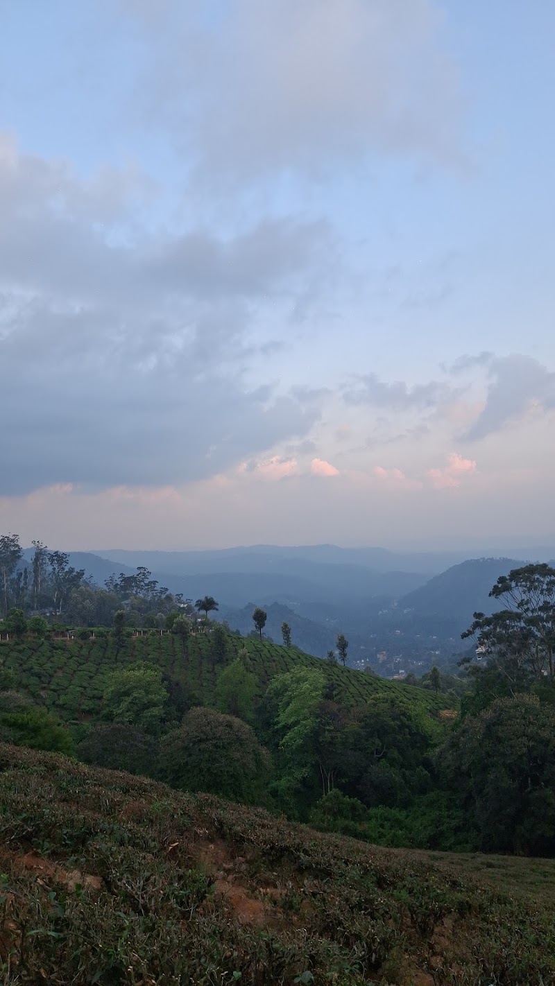 Pothamedu - Pothamedu Ottamaram, Road, Bison Valley, Munnar, Kerala 685565, India
