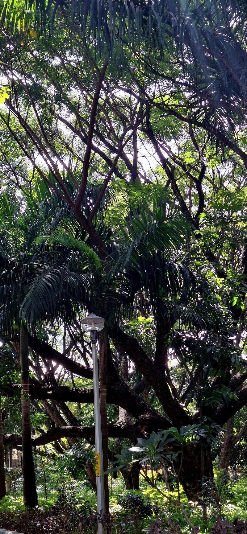 Big Banyan Tree - Big Banyan Tree, 2087, 24th Main Rd, Vanganahalli, 1st Sector, HSR Layout, Bengaluru, Karnataka 560102, India
