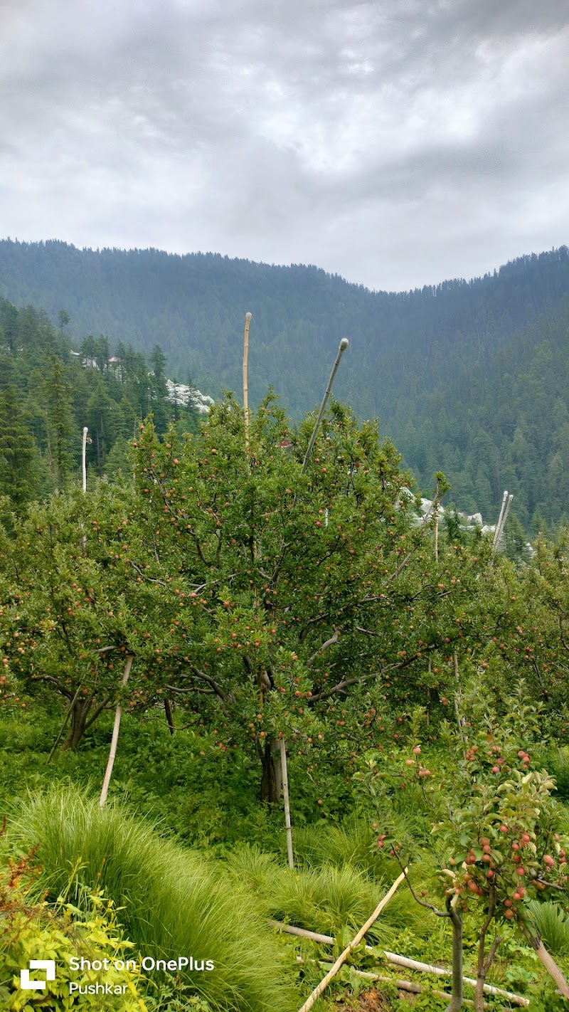 PS Orchards Kalna - PS Orchards Kalna, Kalna, Darbar Balsan, Himachal Pradesh 171220, India