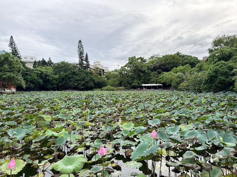 Small Pond of The Taipei Botanical Garden