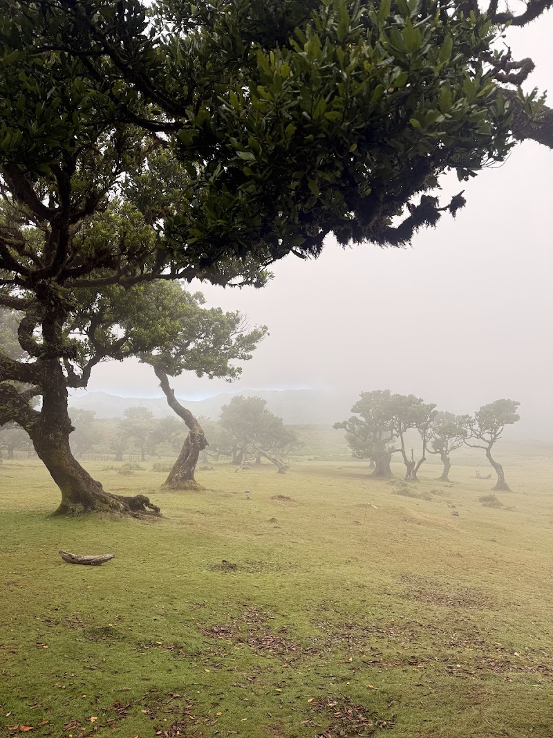 Fanal Forestry Station - Fanal Forestry Station Fanal, 9270 Porto Moniz, Portugal