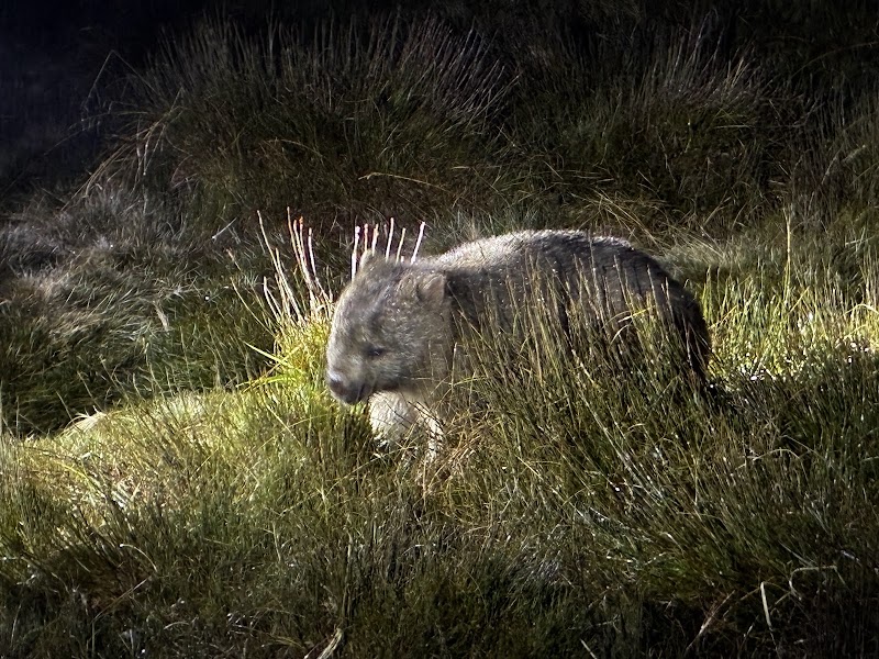 Cradle Mountain - Cradle Mountain, TAS 7306, Australia