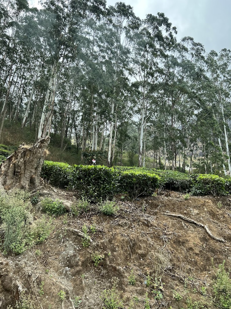 2nd Mile View Point - 2nd Mile View Point 22RQ+HP7, Munnar Bypass, Kerala 685565, India