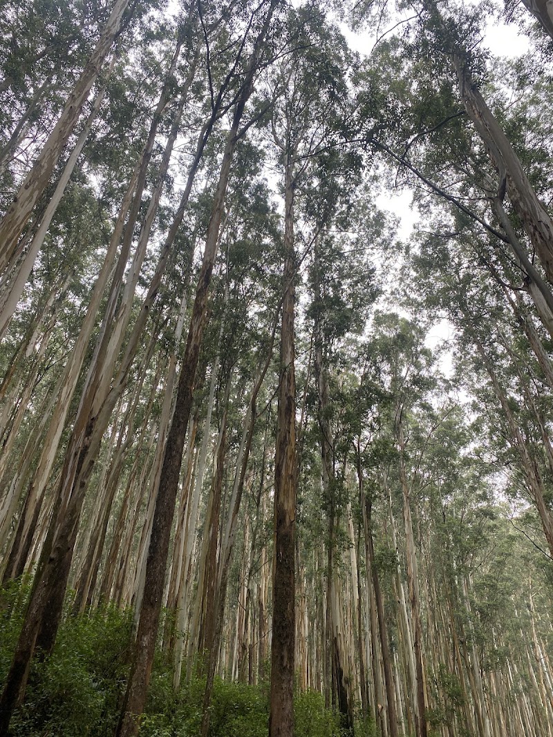 Eucalyptus Valley