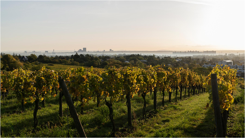 Zahel Weingut & Heuriger - Zahel Weingut & Heuriger, Maurer Hauptpl. 9, 1230 Wien, Austria