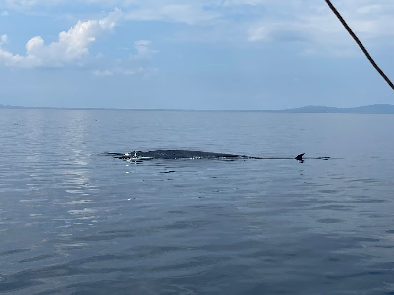 Ecotravelers Travel & Tours Philippines - Ecotravelers Travel & Tours Philippines, Cor Gallares, C. Putong St, Tagbilaran City, 6300 Bohol, Philippines