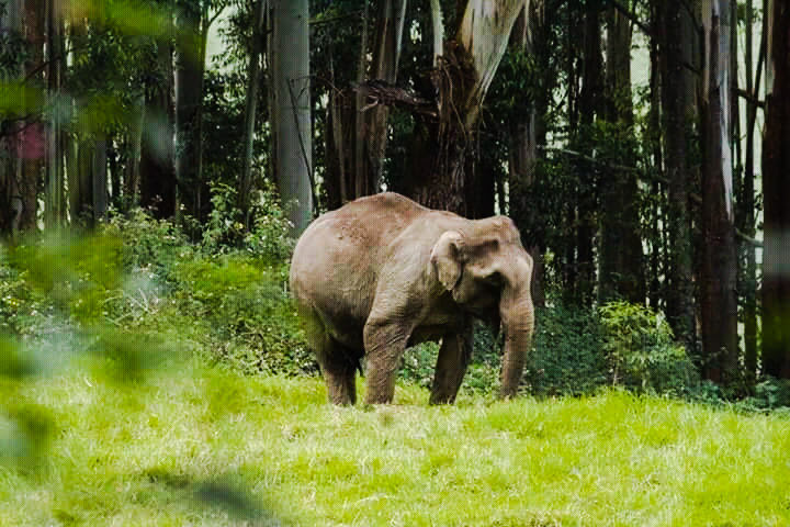 Mattupetty - Mattupetty, Munnar, Kerala 685612, India