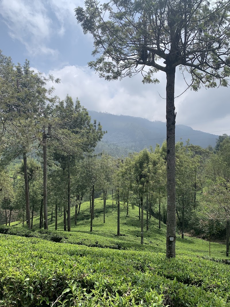 LOVER'S LEAP The Ethical TEA Boutique - LOVER'S LEAP The Ethical TEA Boutique XQCW+2HR, Nuwara Eliya, Sri Lanka