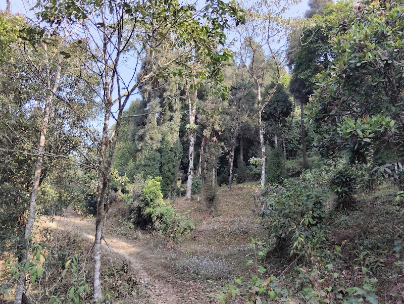 Pine forest - Pine forest W87X+V4, Mahal Diram Tea Garden, West Bengal 734008, India