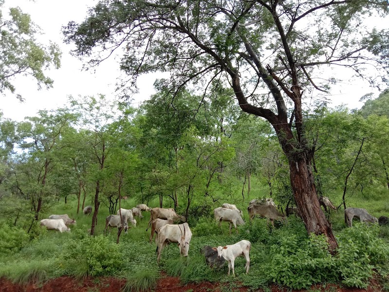 Cauvery Wildlife Sanctuary,Mandya-Ramanagara zone. - Cauvery Wildlife Sanctuary,Mandya-Ramanagara zone., 8862+JQX, Basavana Betta Forest, Karnataka 571421, India