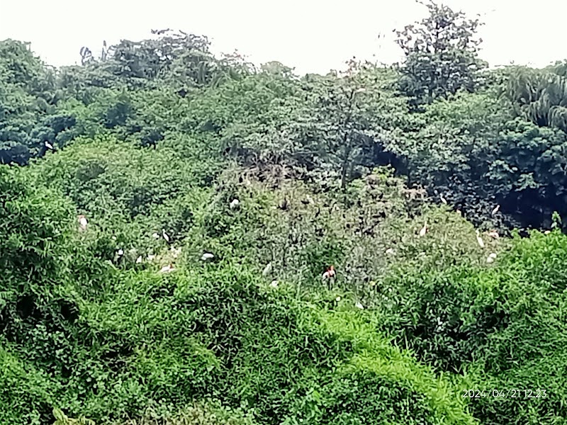 Kumarakom Bird Sanctuary - Kumarakom Bird Sanctuary, Kavanattinkara, Kumarakom, Kerala 686563, India