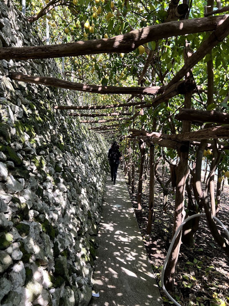 Amalfi Lemon Experience - Amalfi Lemon Experience, Via delle Cartiere, 59, 84011 Amalfi SA, Italy