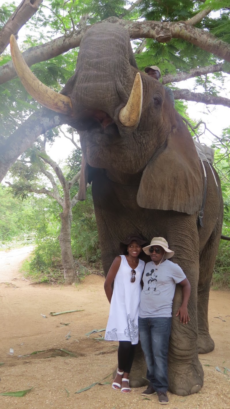 Elephant Whispers