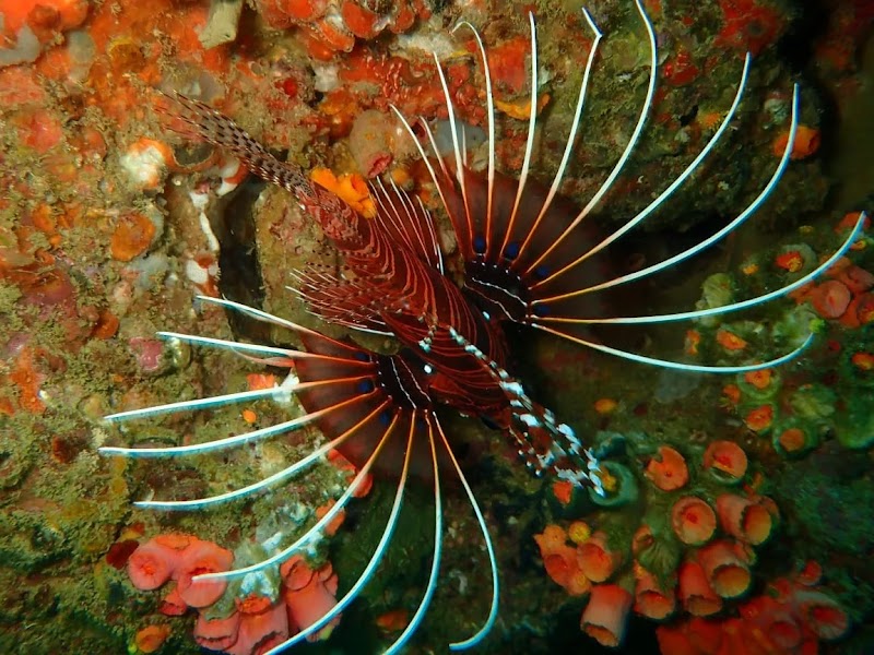 Weligama Bay Dive Center , PADI 5 Star Dive Resort - Weligama Bay Dive Center , PADI 5 Star Dive Resort, No.126, Kapparatota, Weligama 81700, Sri Lanka