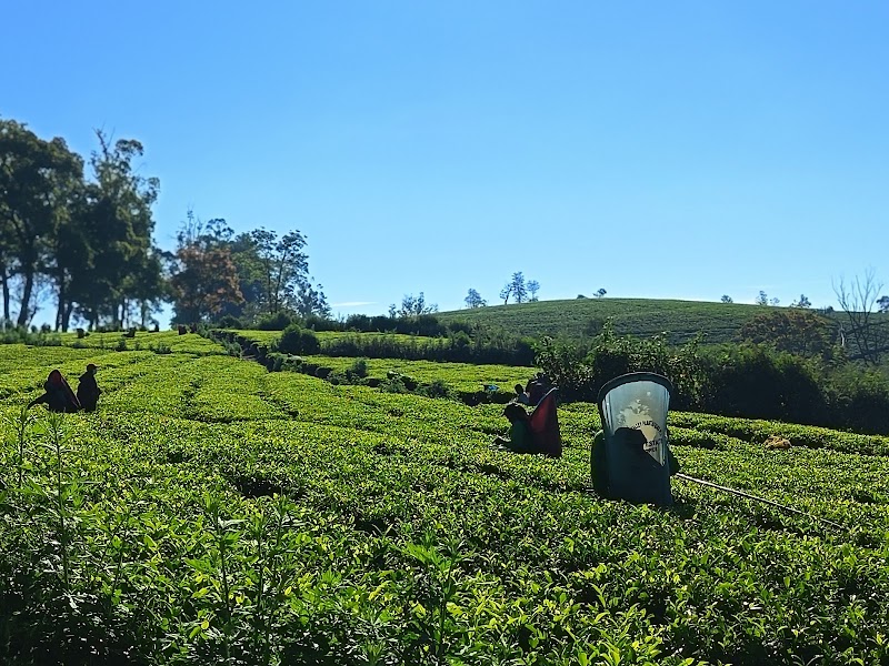 Pedro Tea Plantation - Pedro Tea Plantation WQVP+9H, Nuwara Eliya, Sri Lanka
