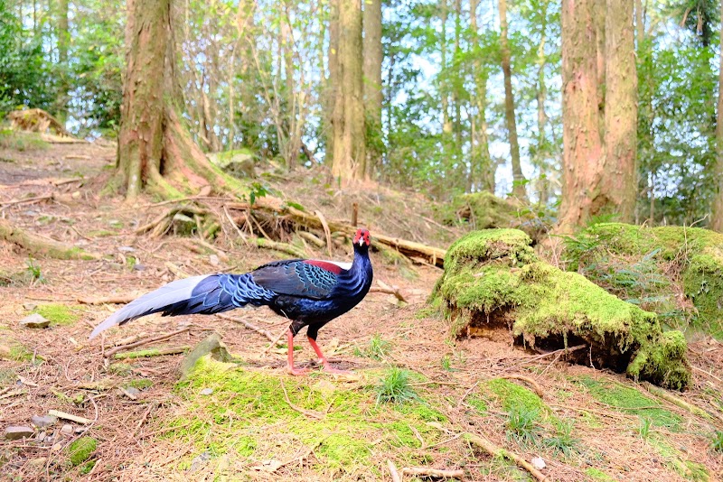 鳶嘴稍來小雪山國家步道木梯 - 鳶嘴稍來小雪山國家步道木梯, Heping District, Taichung City, Taiwan 424