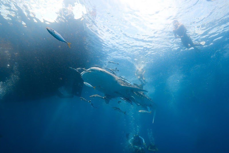 Master Divers - Master Divers, 25, 8, Mae Haad Koh Tao, Amphoe Ko Pha-ngan, Chang Wat Surat Thani 84360, Thailand