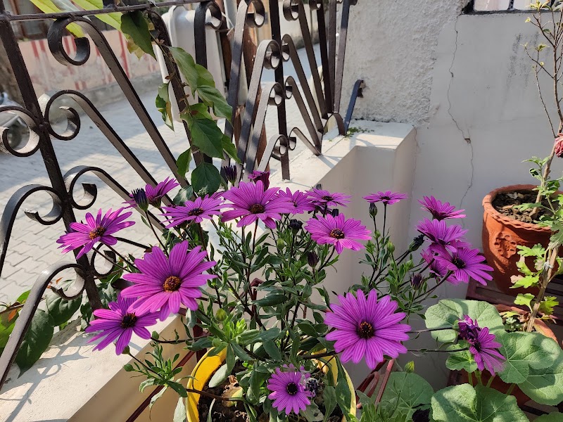 Uttarakhand Himalaya Homestay VO - Uttarakhand Himalaya Homestay VO 6, Pushpanjali Enclave, GMS Rd, Pushpanjali Enclave, Shakti Enclave, Kanwali, Dehradun, Uttarakhand 248171, India