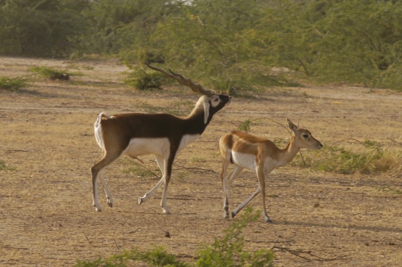 Rohet Garh - Rohet Garh Rohet Garh, Rohat, Rajasthan 306421, India