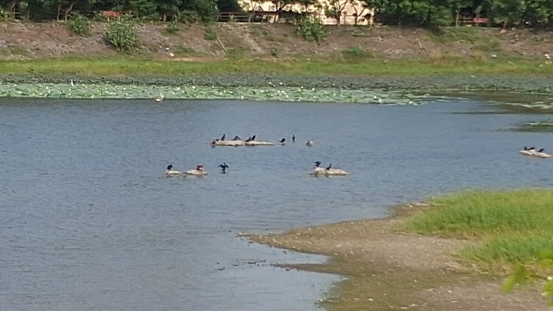 Puzhuthivakkam Lake - Puzhuthivakkam Lake 11/10, Elumalai Nagar, Annai Theresa Nagar, Adambakkam, Chennai, Tamil Nadu 600091, India