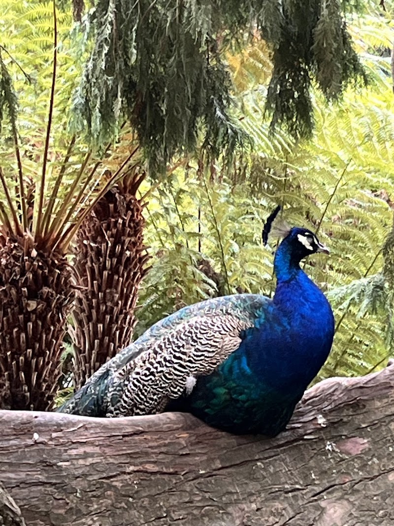 Cataract Gorge Reserve - Cataract Gorge Reserve, 74-90 Basin Rd, West Launceston TAS 7250, Australia