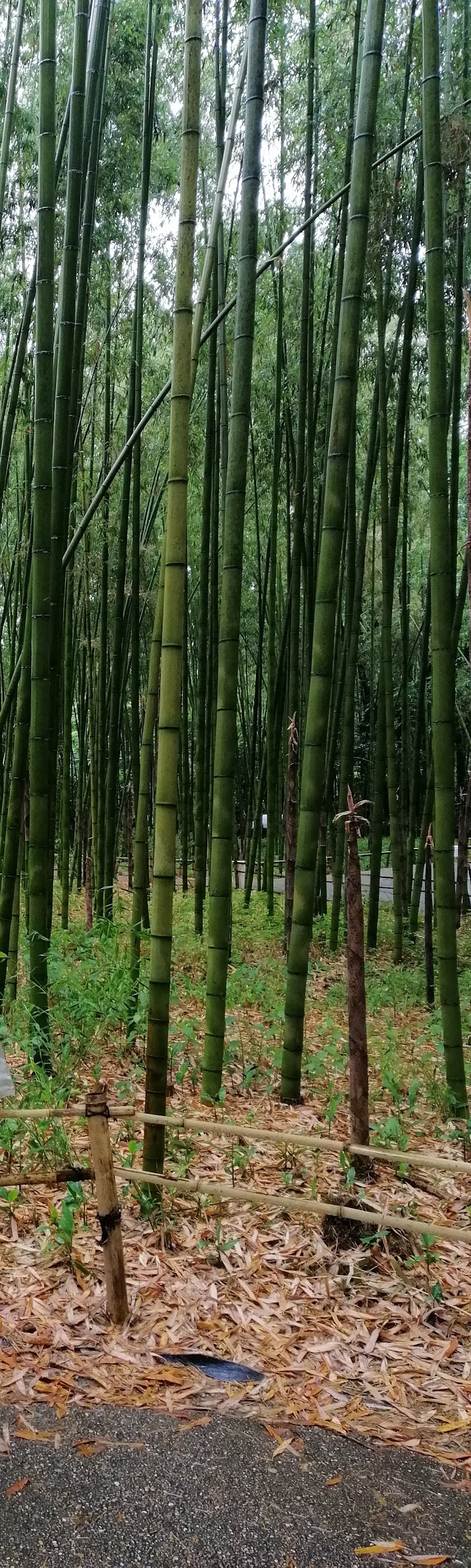 Sagatenryuji Tateishicho - Sagatenryuji Tateishicho, Ukyo Ward, Kyoto, 616-8375, Japan