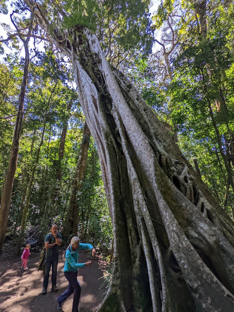 Forest Alive - Forest Alive, Plaza Monteverde, Centro Comercial Local 3, Provincia de Puntarenas, Santa Elena, 61201, Costa Rica