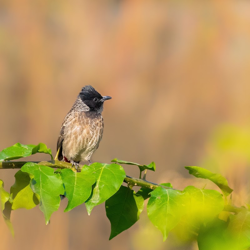 Bhondsi Nature Park - Bhondsi Nature Park 926V+XPP, Bharat Yatra Kendra Rd, Haryana 122101, India
