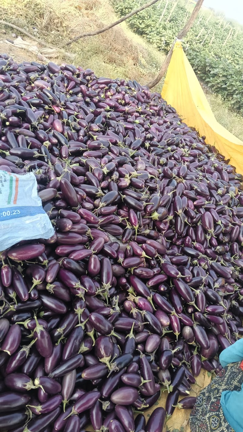 CHR Farms & Safe Farm - CHR Farms & Safe Farm, Changori, Chhattisgarh 491111, India