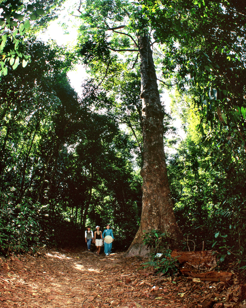 Phu Quoc National Park - Phu Quoc National Park, 82JJ+M57, Phu Quoc, An Giang, Vietnam