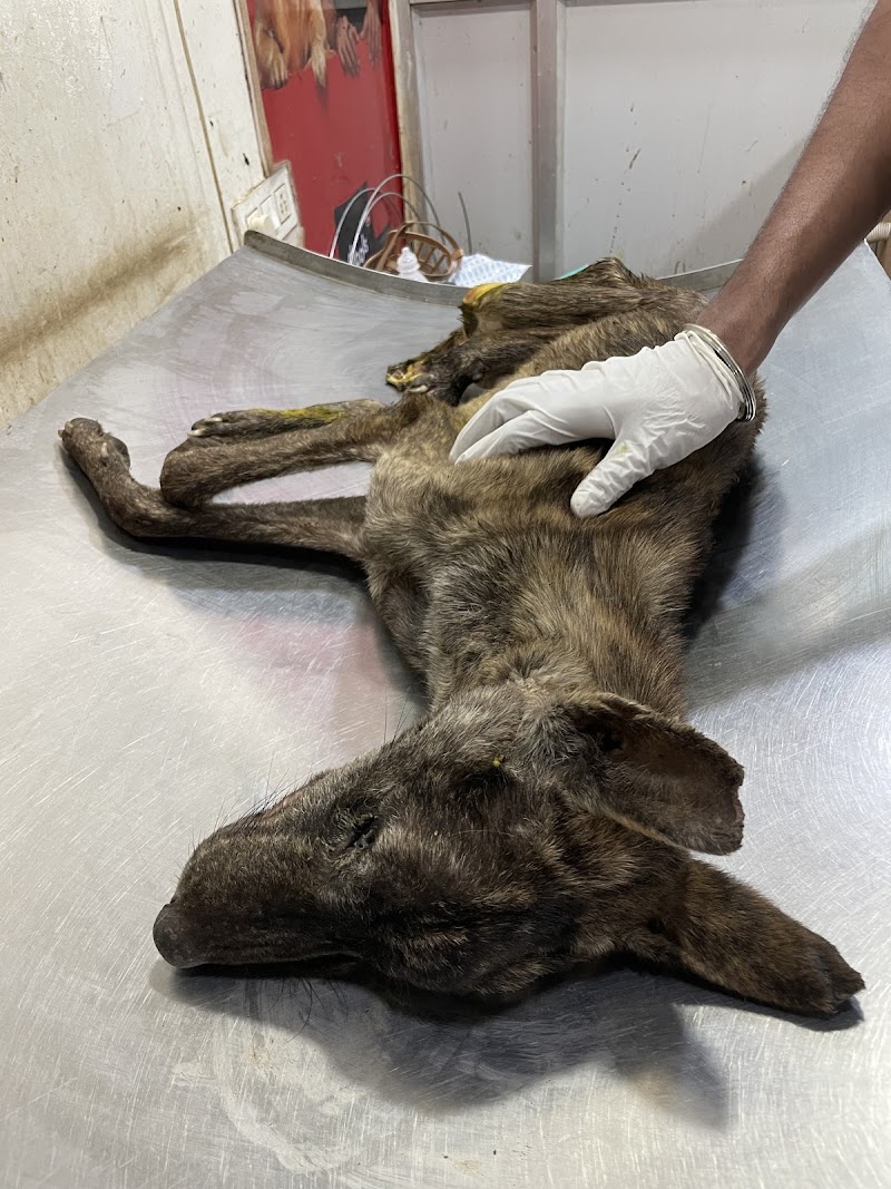VETCARE PET CLINIC - VETCARE PET CLINIC Vetcare Shop no.110, Chouhan Dream Homes Complex, Nehru Nagar Main Rd, near Hitek Hospital, below SBI bank, Block J, Smriti Nagar, Bhilai, Chhattisgarh 490020, India