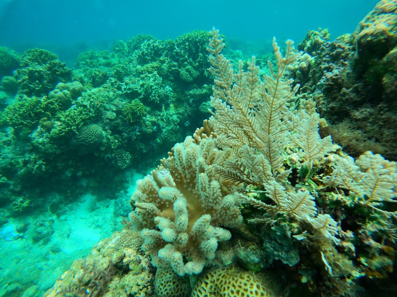 Tubod Marine Sanctuary - Tubod Marine Sanctuary, Philippines