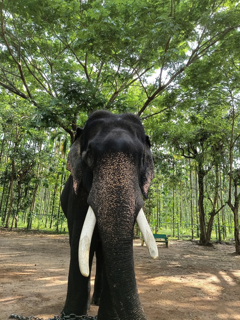 Sakrebyle - Sakrebyle, Karnataka 577202, India