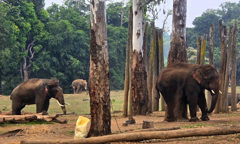 Coorg - Coorg, CM6V+3XQ, Kandal, Ooty, Tamil Nadu 643001, India