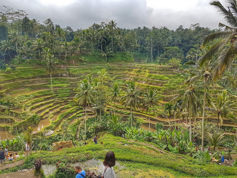 Tegallalang Rice Terrace - Tegallalang Rice Terrace Jl. Raya Tegallalang, Tegallalang, Kec. Tegallalang, Kabupaten Gianyar, Bali 80561, Indonesia