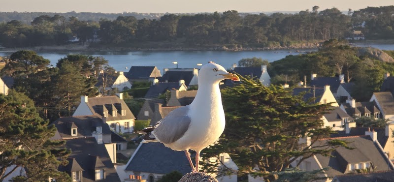 Plage de Trégastel - Plage de Trégastel, 22730 Trégastel, France