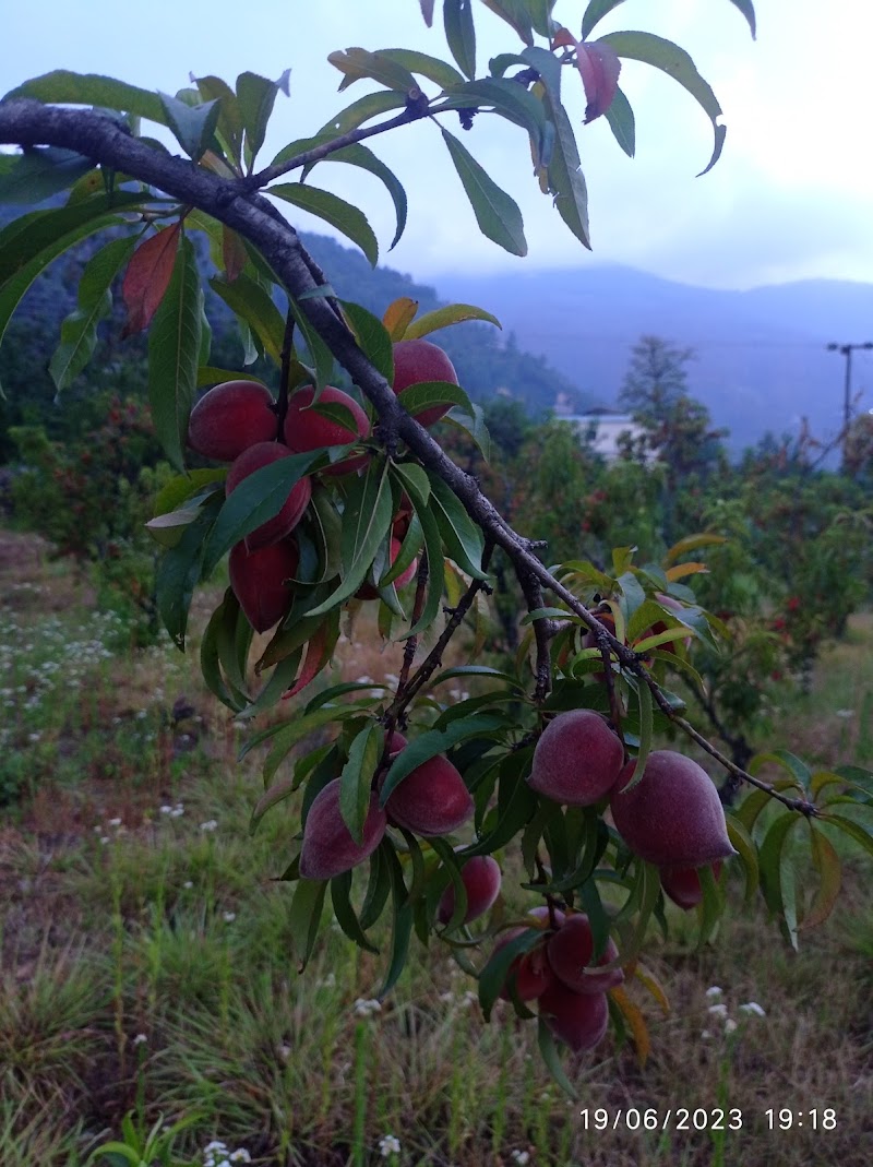 Jhutiya Talla Ramgarh Nainital - Jhutiya Talla Ramgarh Nainital, CHW6+C7R, Kaichi - Ramgarh Rd, Ramgarh, Uttarakhand 263137, India