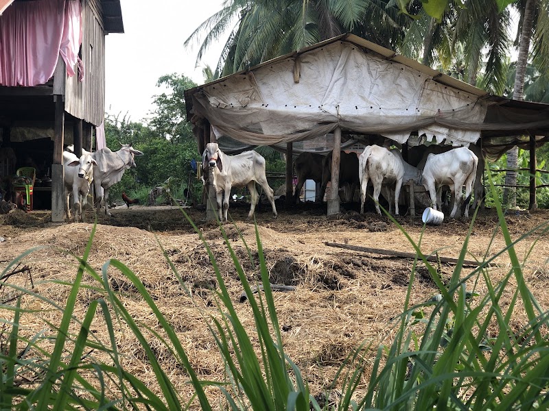 Battambang Tours By Bun - Battambang Tours By Bun, Rd No 3, Krong Battambang, Cambodia