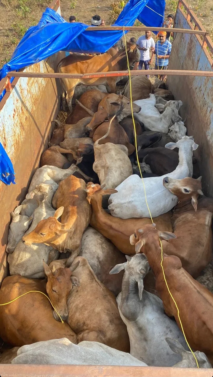 Gau Seva Sangh brajrajnagar - Gau Seva Sangh brajrajnagar, E S I chok, ramja maa, ram chandi gou, seba sangh, Shastri Nagar, Brajrajnagar, Odisha 768201, India