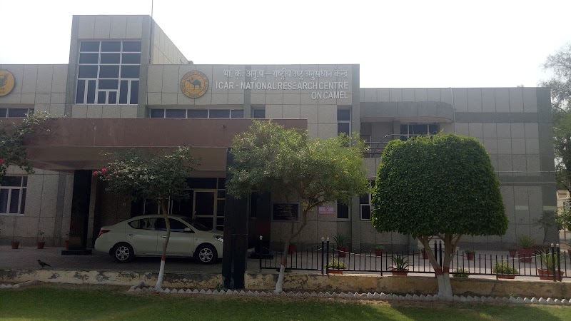 ICAR-National Research Centre on Camel - ICAR-National Research Centre on Camel, Shiv bari Jorbeer, Jodhpur Bypass, Bikaner, Joharbeeri, Rajasthan 334001, India