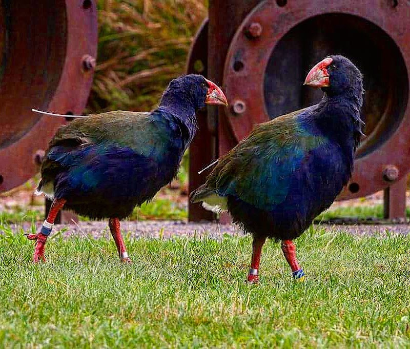 Zealandia Te Māra a Tāne - Zealandia Te Māra a Tāne 53 Waiapu Road, Karori, Wellington 6012, New Zealand